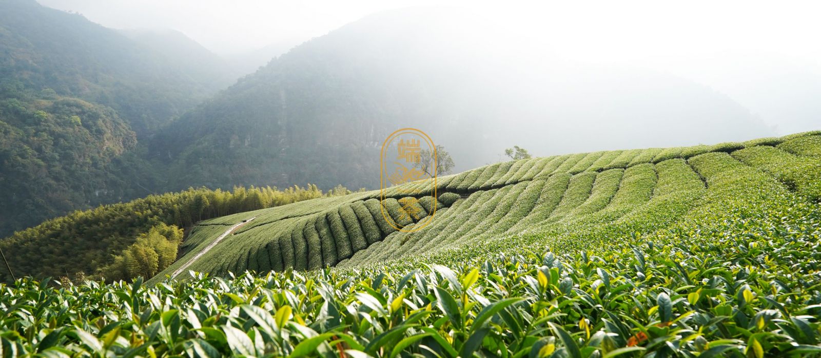 taiwan_oolong_tea